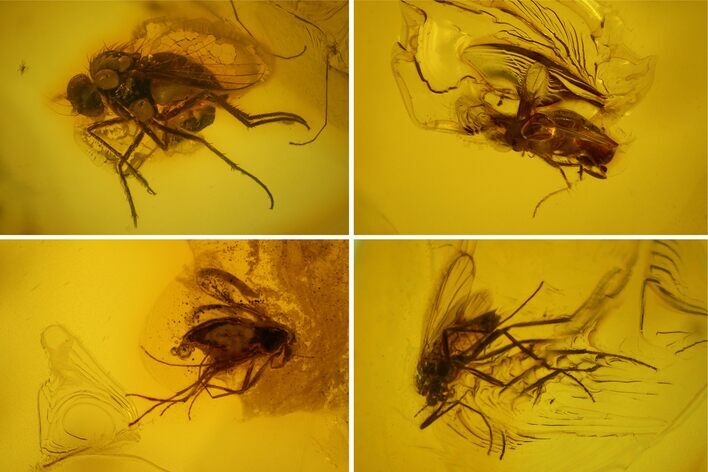 Four Detailed Fossil Flies (Diptera) In Baltic Amber #139059
